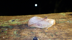 Apela