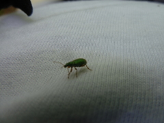 Polydrusus formosus