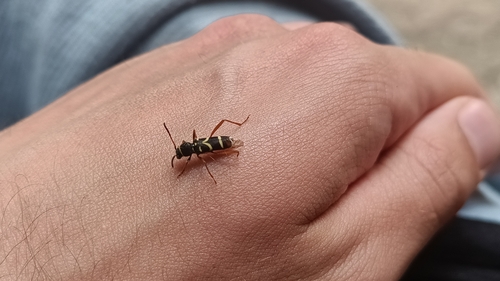Wasp Beetle