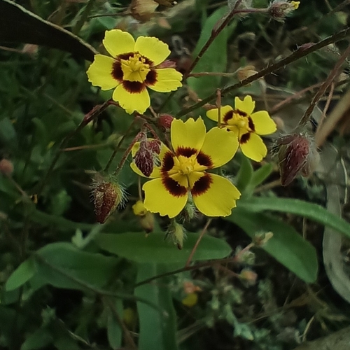 Spotted Rock-rose