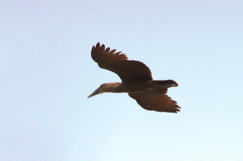 iNaturalist image