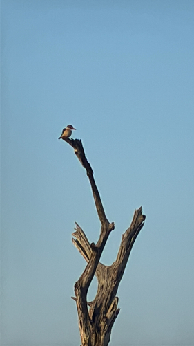 iNaturalist image