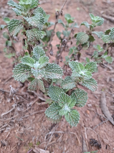 White Horehound