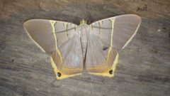 Phrygionis polita