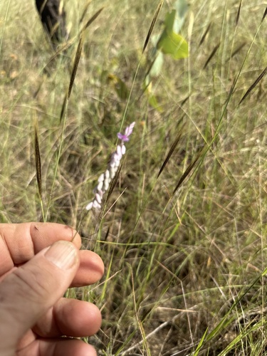 Polygala longifolia iNat (1)