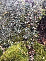 Cladonia incrassata