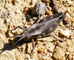 Dracotettix monstrosus