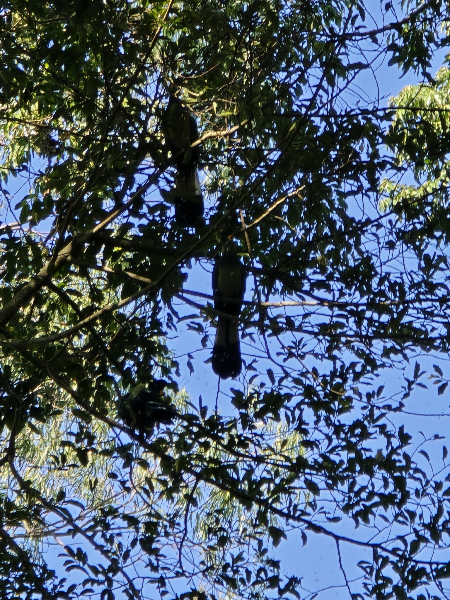 Great Blue Turaco (Corythaeola cristata), photo 1