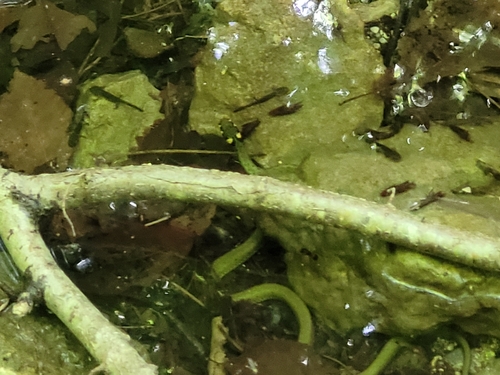 grass snake