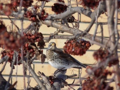 Turdus pilaris