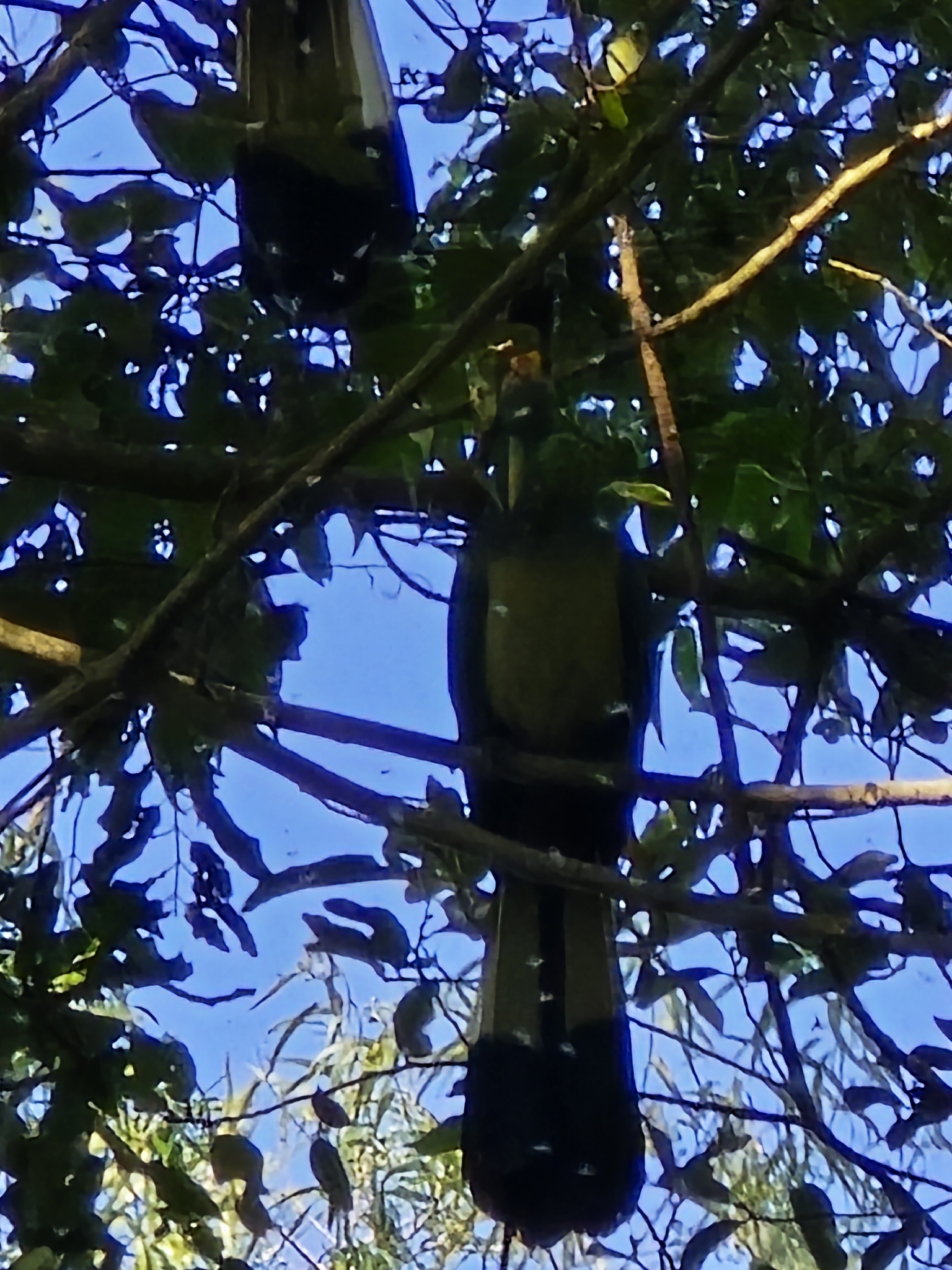 Great Blue Turaco (Corythaeola cristata), photo 2