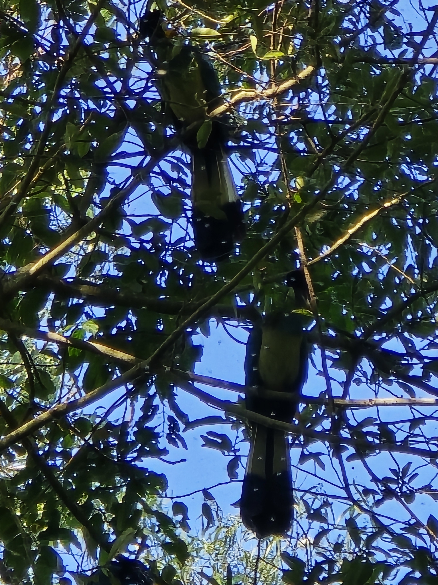 Great Blue Turaco (Corythaeola cristata), photo 3