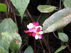 Image of Begonia betsimisaraka