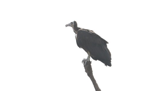 Hooded Vulture
