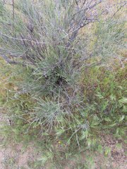 Baccharis brachyphylla