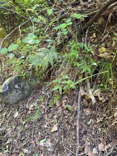 Carex polyschoena iNat (2)