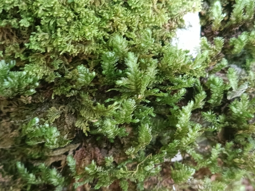 Crisped Neckera