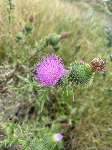 Bull Thistle