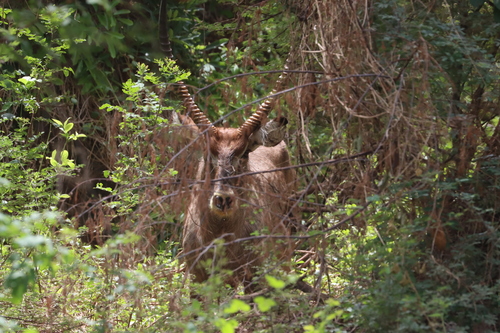 Waterbuck