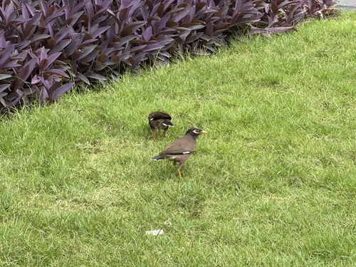 Common Myna