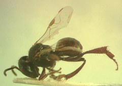 Trigonisca schulthessi