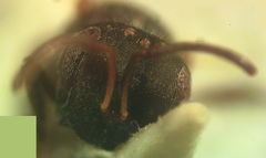 Trigonisca schulthessi