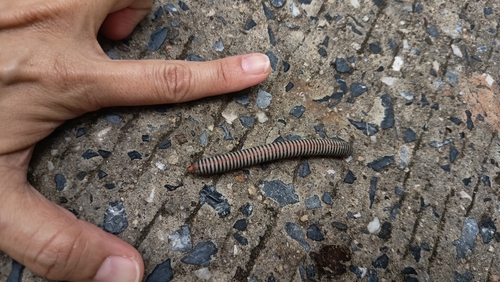 Litostrophus segregatus