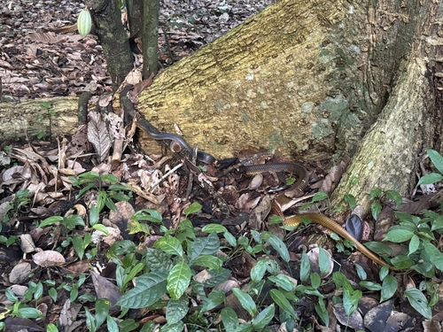 Yellow-tailed Indigo Snake