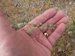 Cryptantha decipiens