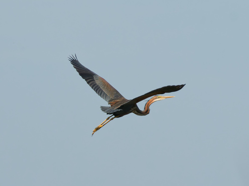 Garza imperial (Ardea purpurea)