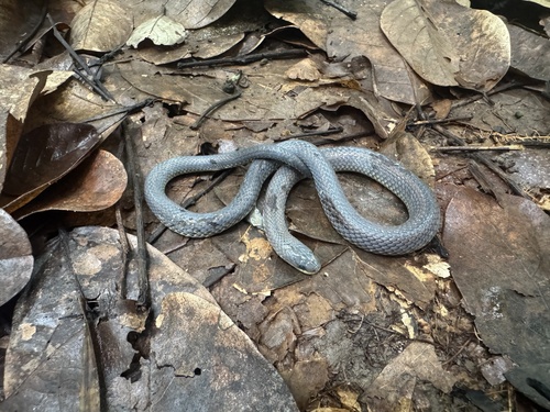 Günther's Ground Snake