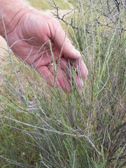 Baccharis brachyphylla