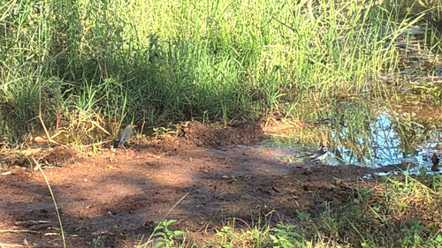 iNaturalist: (c) M. A. Kelly, some rights reserved (CC BY-NC), uploaded by M. A. Kelly iNaturalist image