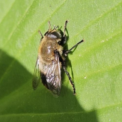 Narcissus Bulb Fly