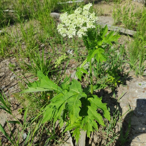 Heracleum dissectum (Heracleum dissectum)