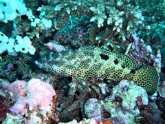 Epinephelus spilotoceps