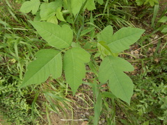 Toxicodendron radicans negundo