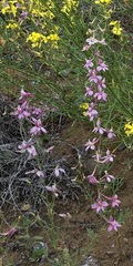 Delphinium camptocarpum