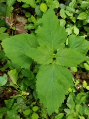Phryma