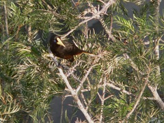 Psarocolius decumanus