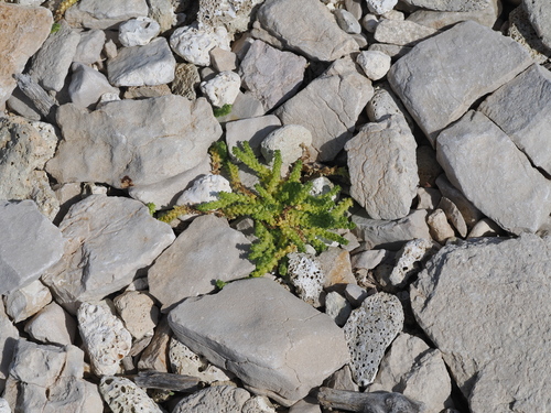 Valantia muralis, photograph 5