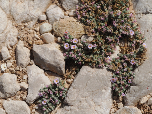 Frankenia hirsuta, photograph 5