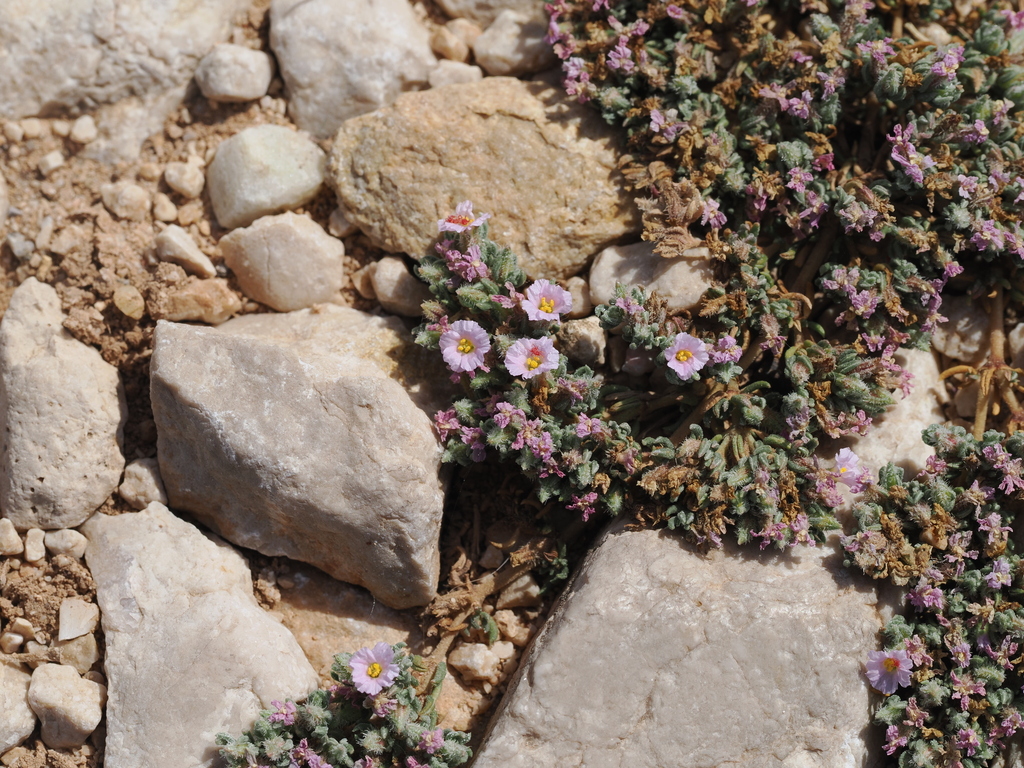 Frankenia hirsuta; photograph (c) Augustin Soulard, some rights reserved (CC BY)