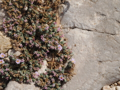Frankenia hirsuta, photograph (c) Augustin Soulard, some rights reserved (CC BY)