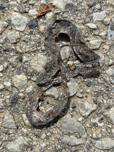 Smooth Snake