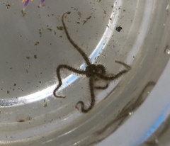 Ophiothrix