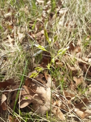 Anthoxanthum nitens nitens