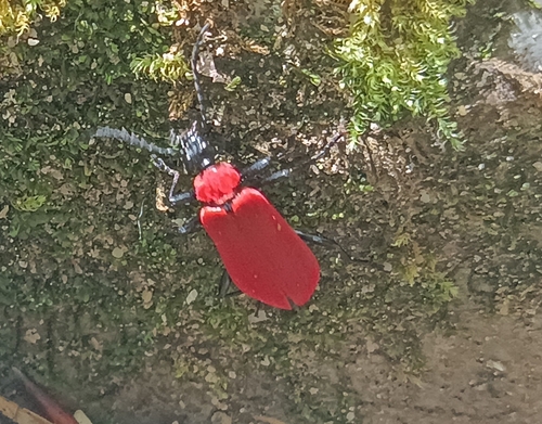 Black-headed Cardinal Beetle