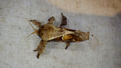 Euclea distrahens