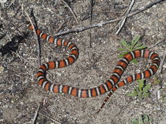 Lampropeltis zonata